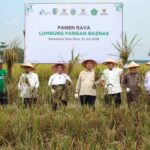 BAZNAS dan Petani Binaan di Batu Bara Panen Raya 150 Ton Padi
