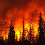 Dari Kalbar ke Kalteng, Mendagri Ikut Dampingi Presiden Pantau Penanganan Kebakaran Hutan