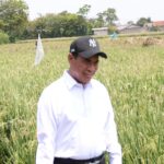 Mentan Amran Sidak Sawah di Karawang, Pastikan Petani Tetap Tanam di Musim Kemarau