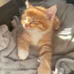Peringati Hari Kucing Sedunia, Tim Dokter Berikan Informasi Bahaya Obesitas yang Tinggi