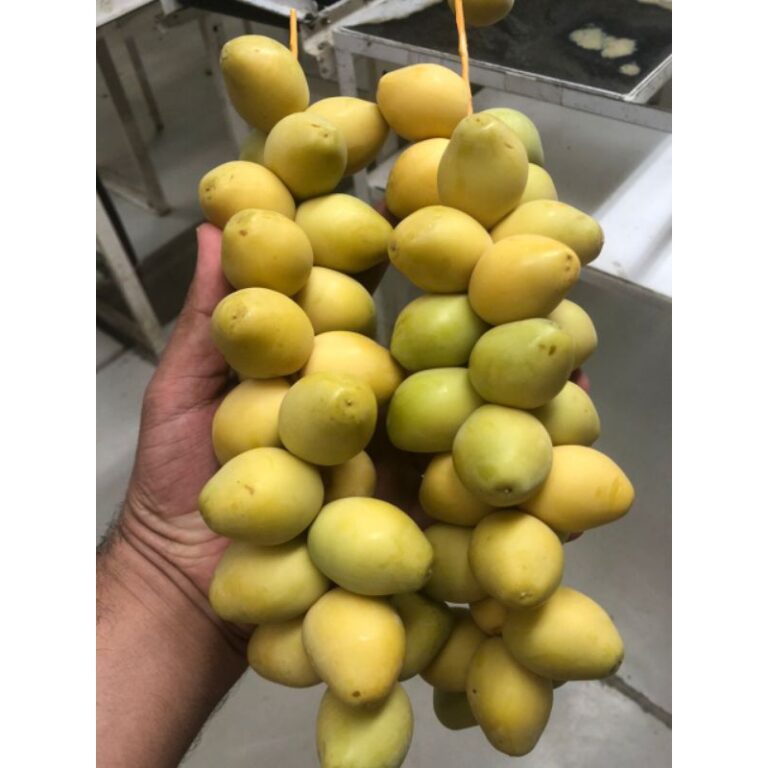 READY KURMA MUDA 500gr PREMIUM FRES Alami, Segar dan Terpercaya