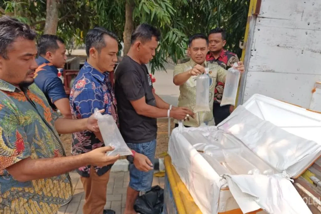 Polda Banten Gagalkan Pengiriman 150 Ribu Benih Lobster, 149.880 Ekor Dilepasliarkan