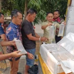 Polda Banten Gagalkan Pengiriman 150 Ribu Benih Lobster, 149.880 Ekor Dilepasliarkan