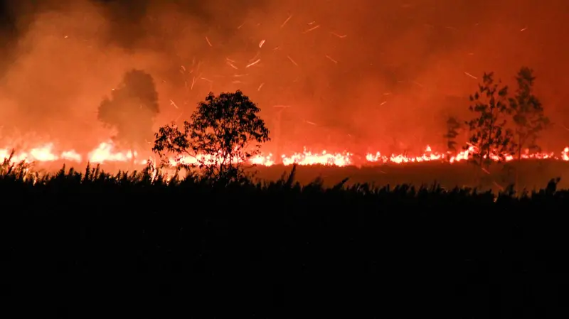 Berebut Makna Kebakaran Hutan