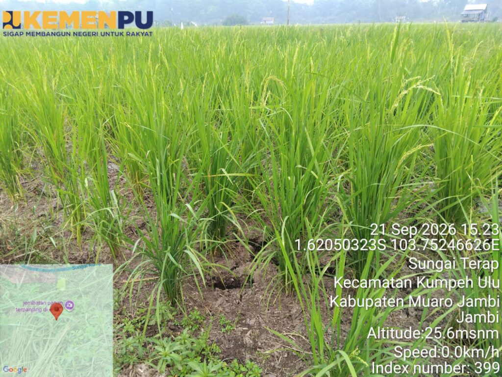 Kurangi Risiko Gagal Panen, Kementerian PU Pompa Air ke 5 Hektare Sawah di Muaro Jambi