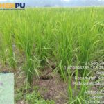 Kurangi Risiko Gagal Panen, Kementerian PU Pompa Air ke 5 Hektare Sawah di Muaro Jambi