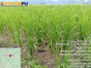 Kurangi Risiko Gagal Panen, Kementerian PU Pompa Air ke 5 Hektare Sawah di Muaro Jambi