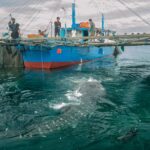 Saat Raksasa Laut Terancam di Jalur Kapal, PIS Turun Tangan Pakai Teknologi Ini