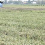 Kementan Perkuat Pengendalian OPT Hadapi Kekeringan, Cegah “Janda Pirang” pada Bawang Merah