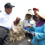 Kesejahteraan Petani Terus Menguat, NTP September 2026 Tembus 131,11