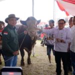 Kementan Dorong Lompatan Produksi Daging, Kontes Sapi APPSI Jadi Etalase Ternak Unggul