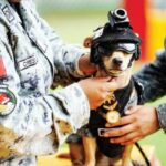 Meksiko Rekrut Anjing Chihuahua Jadi Anggota Garda Nasional