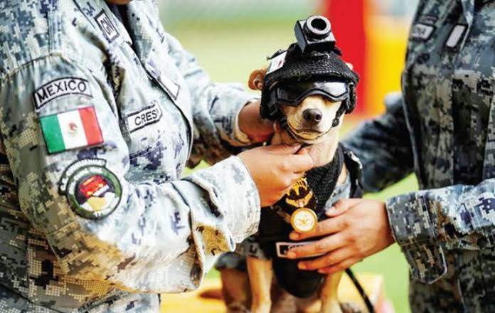 Meksiko Rekrut Anjing Chihuahua Jadi Anggota Garda Nasional